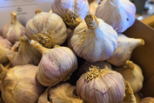 Vitlök
