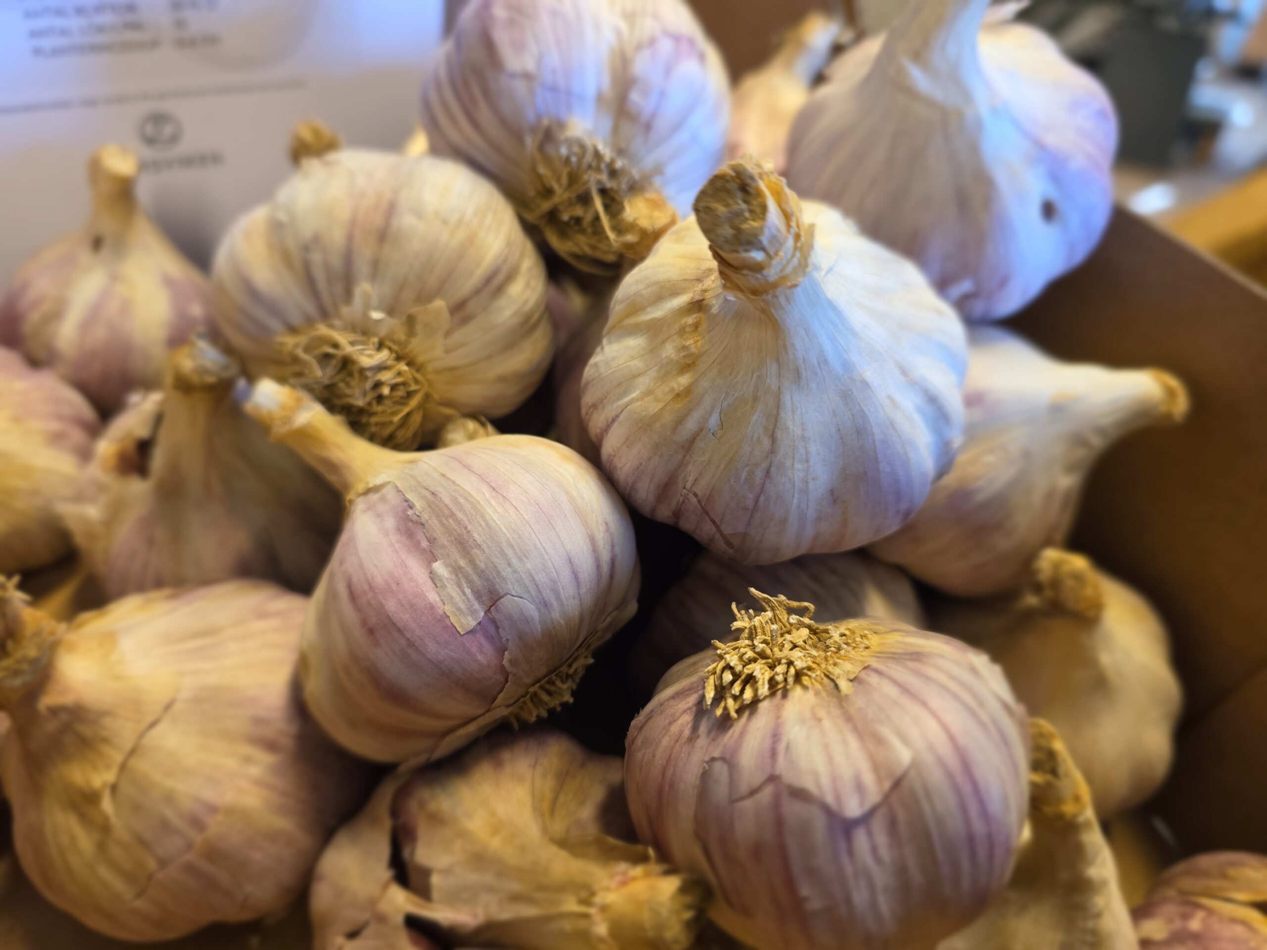 Vitlök